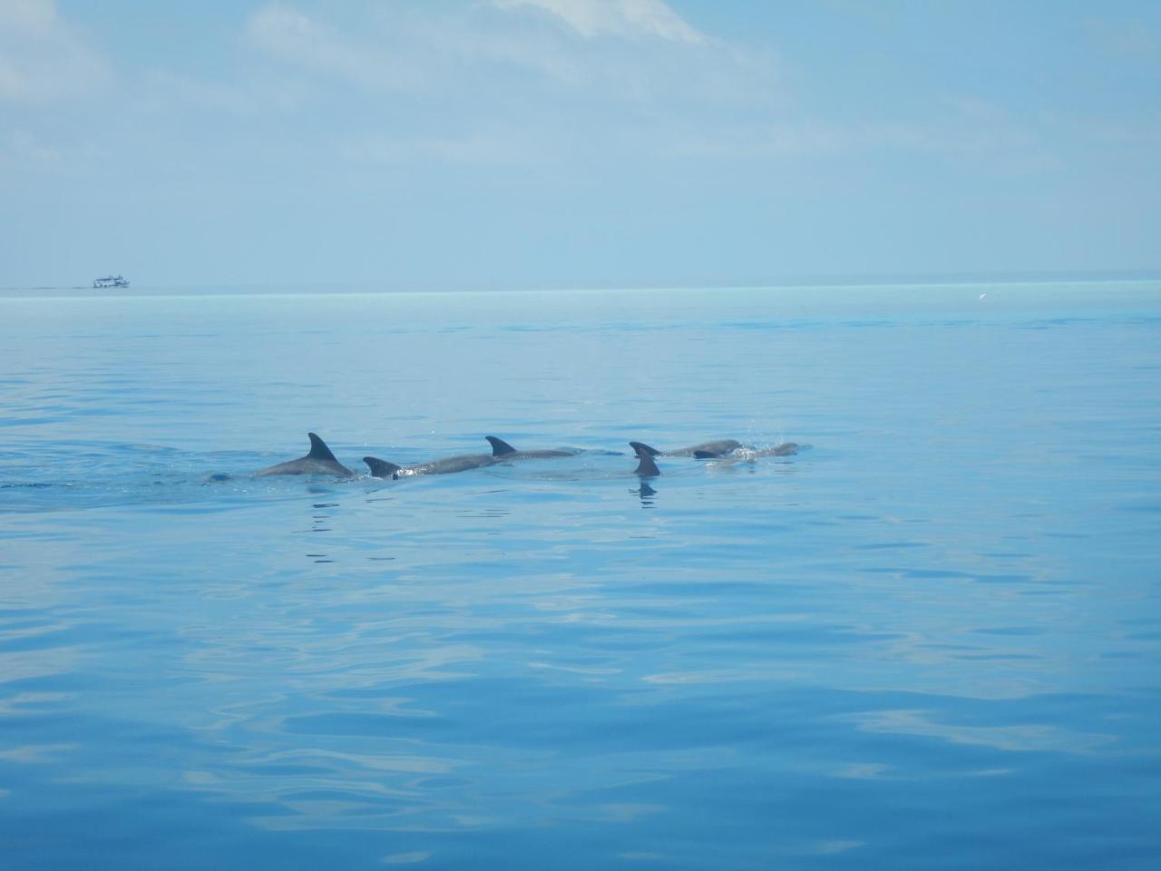 Lagoon Villa Maldives 토두 외부 사진